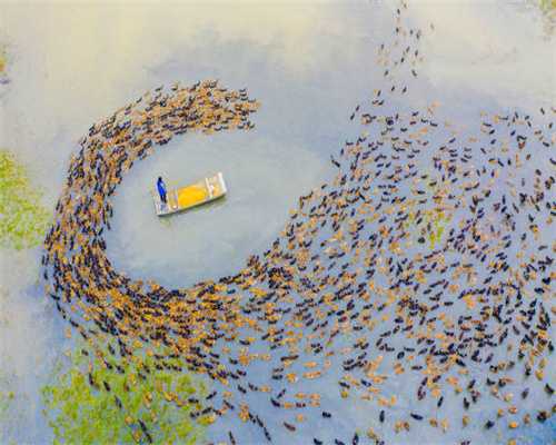 青藏高原北缘首次发现大型碳酸岩型铌矿资源